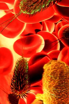 Close-up of red blood cells and germs