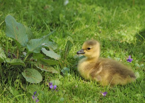 Canada goose goslings sitting in the grass.