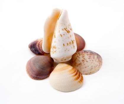 composition of sea shells on a white background