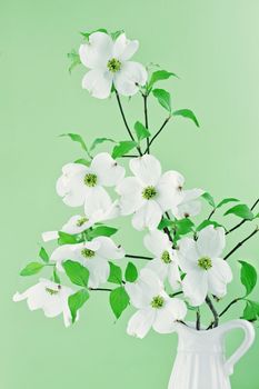 Bouquet of white Dogwood blossoms against a green background.