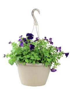 A hanging basket of purple Petunias isolated on a white background.

