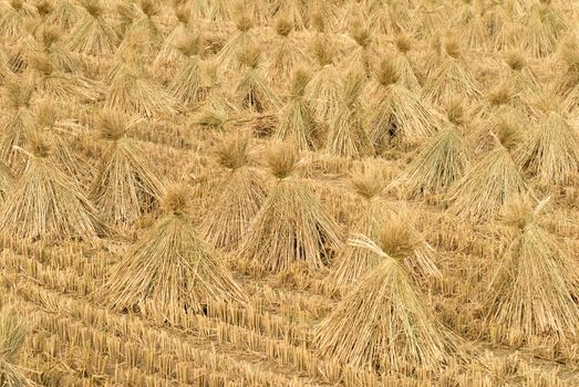 Here are the rice after harvest in Taiwan.