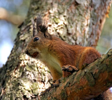 squirrel sits on a tree and gnaws a nut 