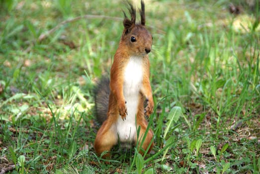 Squirrel  costs on hinder legs on a background of a grass