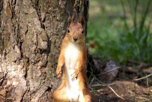 Squirrel  is on a background of a tree