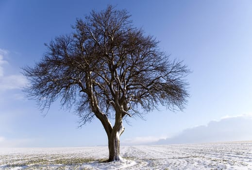 an isolated tree in a snowy field