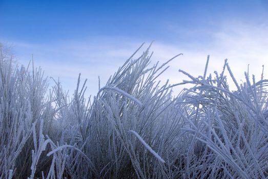 winter landscape