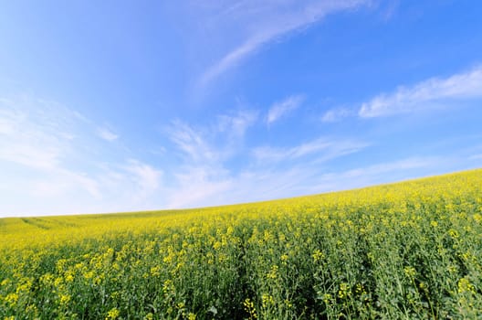 yelow rapeseed and blue sky