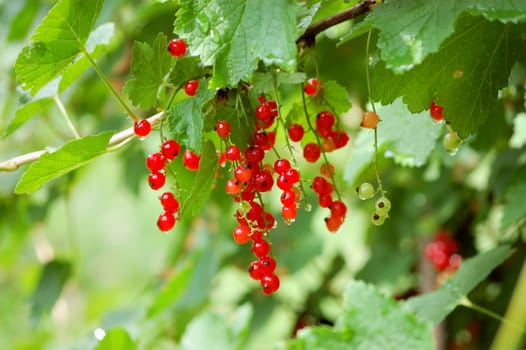 red ribes in natural environment after rain