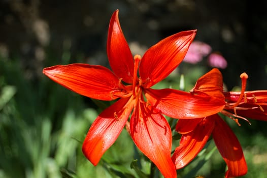 closeup of a beautiful red lily