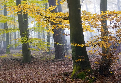 autumnal atmosphere in the forest