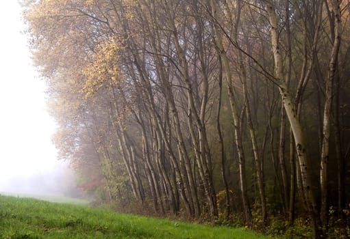 the edge of the forest