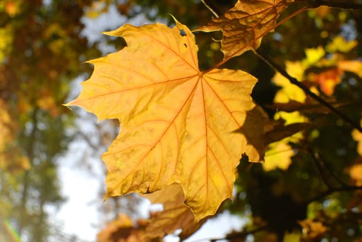a yellow leaf