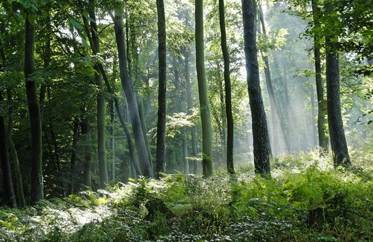 sunbeams in the forest