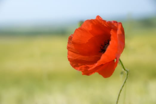 an isolated poppy