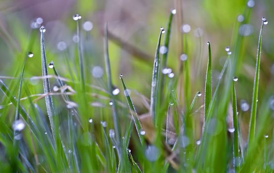 brass covered with dew