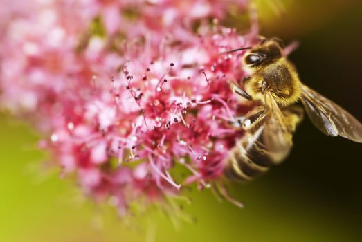 a bee on flower