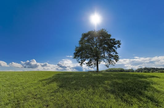 a tree in a green meadow