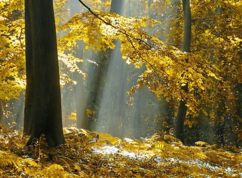 autumnal atmosphere in the forest