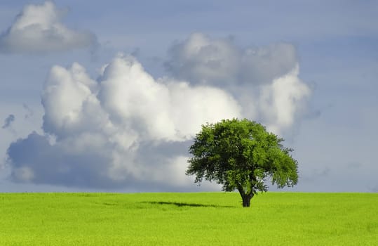 isolated tree in a green field