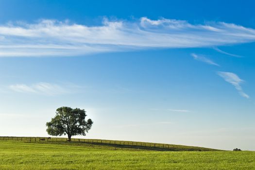 an isolated tree in the countryside