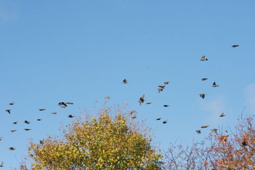 ein Zugvogelschwarm bei der futtersuche,vor dem Flug in den Süden
a migratory flock in search of food before the flight to the South