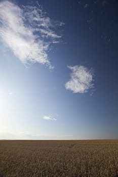 wheat field on a sunny day