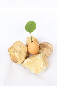 Plant in egg surround with rocks on white background