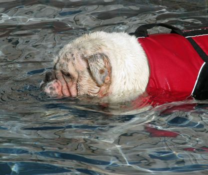 English bulldog wearing a lifevest swimming.