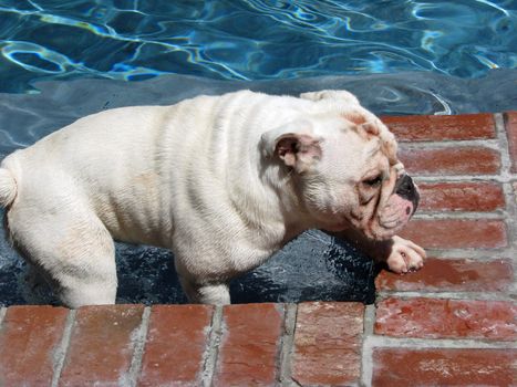 English bulldog coming out of swimming pool.