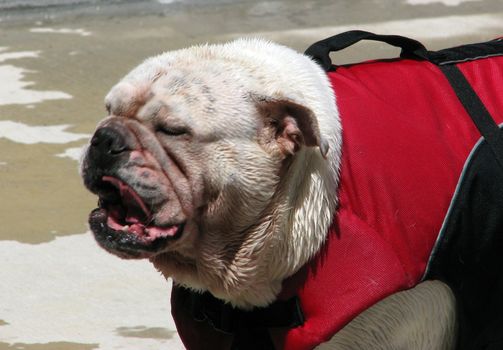 English bulldog wearing a lifevest by swimming pool.