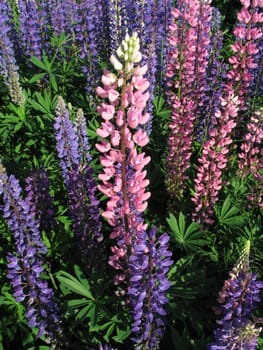 Summer flowers, blue and rose lupin