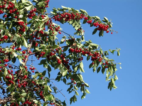 Red cherries on a tree with blue sky as a background