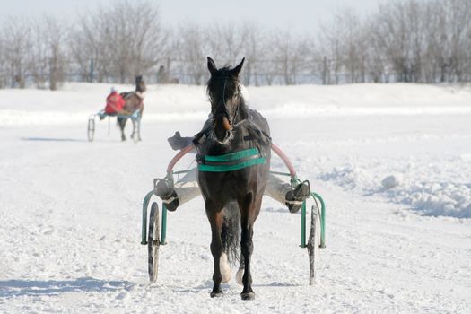 Beautiful black horse on a white snow