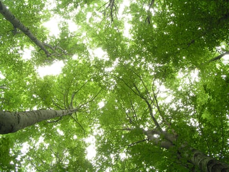 Beech forest, looking up