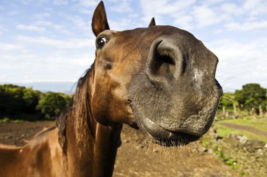 Horses. Azores Islands, Portugal