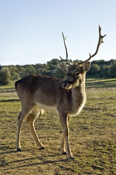 Yong male red deer (Cervus elaphus) in a farm