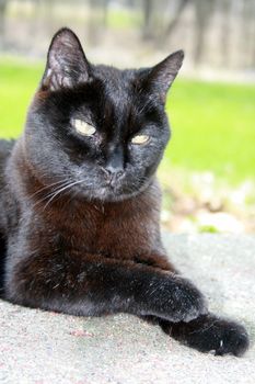 old cat, 20 years old, relaxing outside