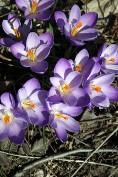 Spring crocus found in a woodland