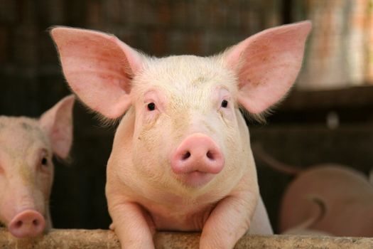 Cute pig leaning over the railing of it's cot