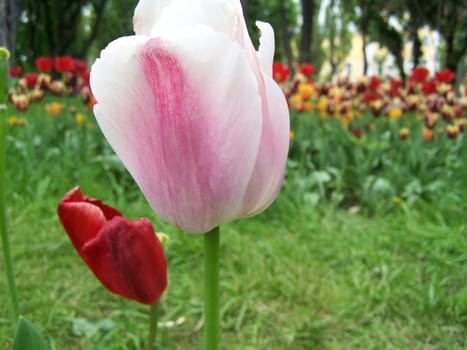 Close up of tender pink tulip.