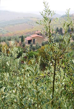 A view of an abandoned villa through a group of olive trees.