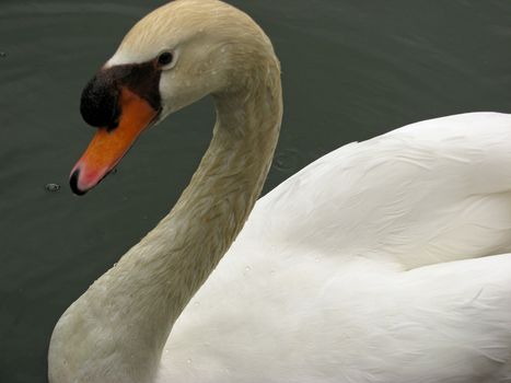 Side view of a swan on a small lake.