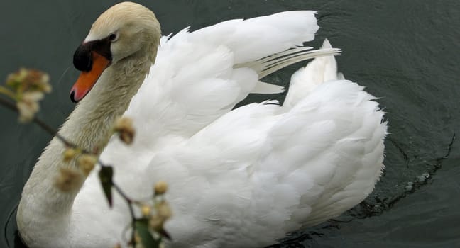 Closeup of a swan and a blurred flower on a small lake.