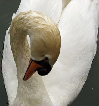 A swan bending its neck on a small lake.
