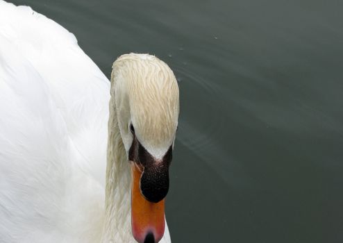 A closeup front angle of a swan on a small lake.