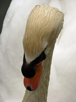 A closeup front view of a swan on a small lake.