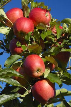 The boughs of an apple tree in late summer, laden down with rich red fruit, set against a clear blue sky.