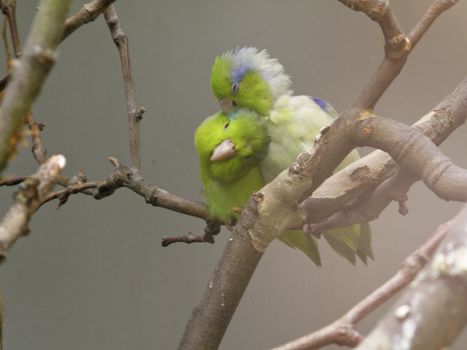 two Birds cuddling each other on a branch