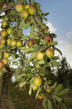 The boughs of an apple tree in late summer, bending under the weight of ripening fruit, set against a blue sky.